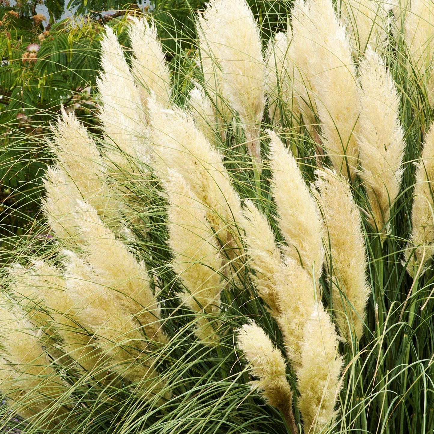 Cortaderia Golden Goblin