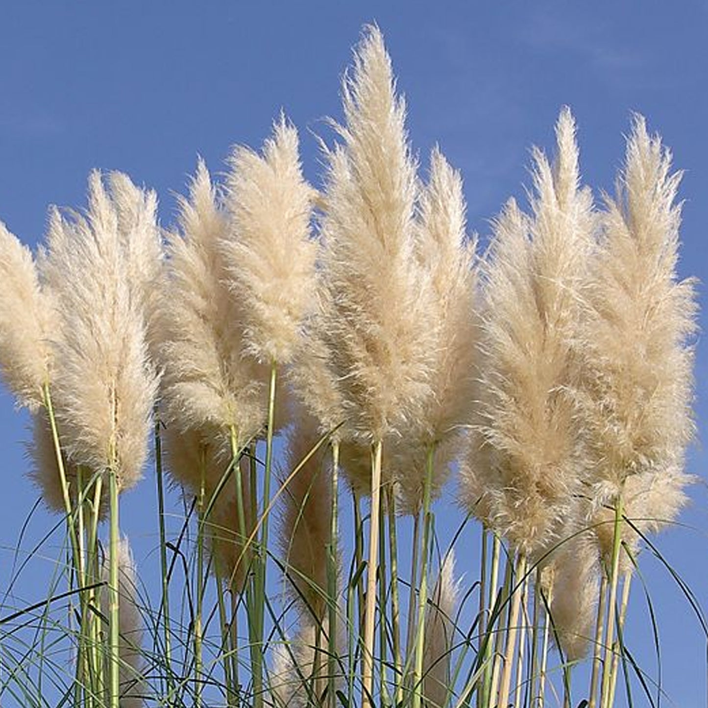 Cortaderia Golden Goblin