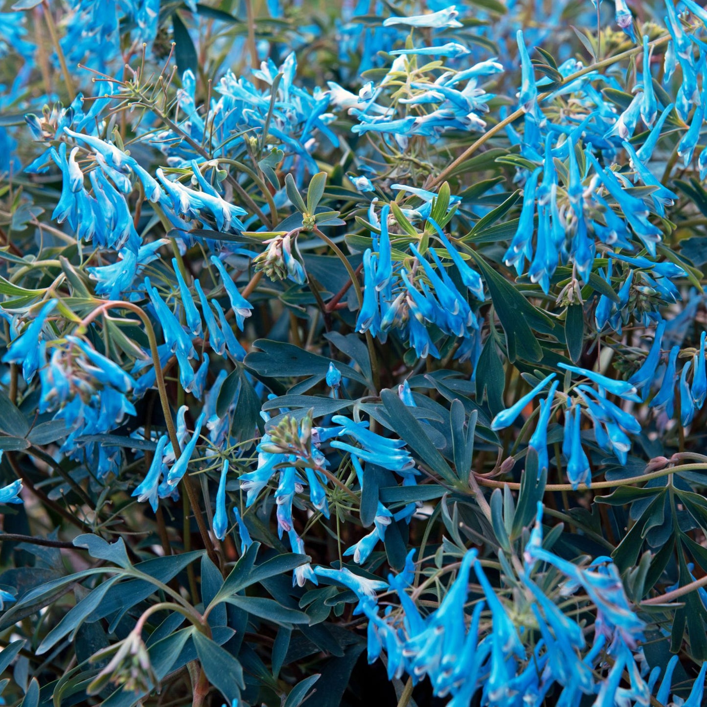 Corydalis Porcelain Blue