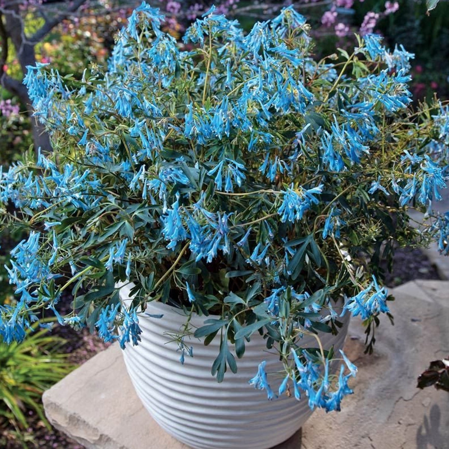 Corydalis Porcelain Blue