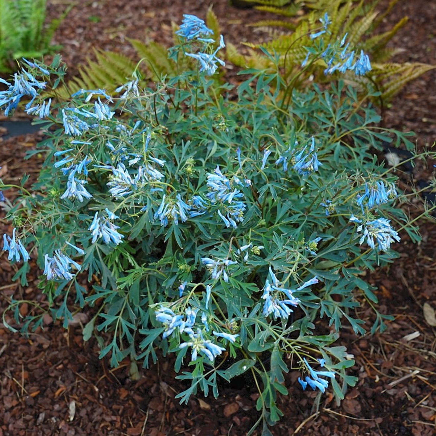 Corydalis Porcelain Blue