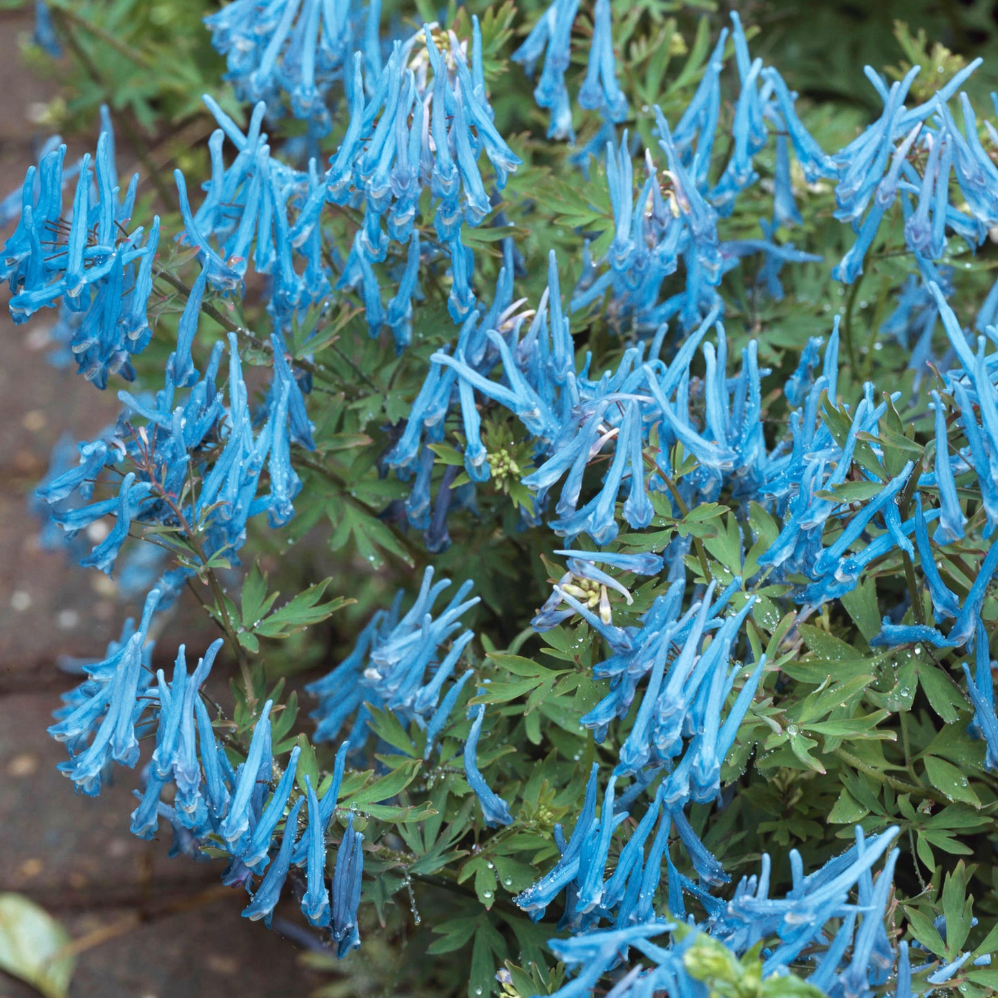 Corydalis Porcelain Blue