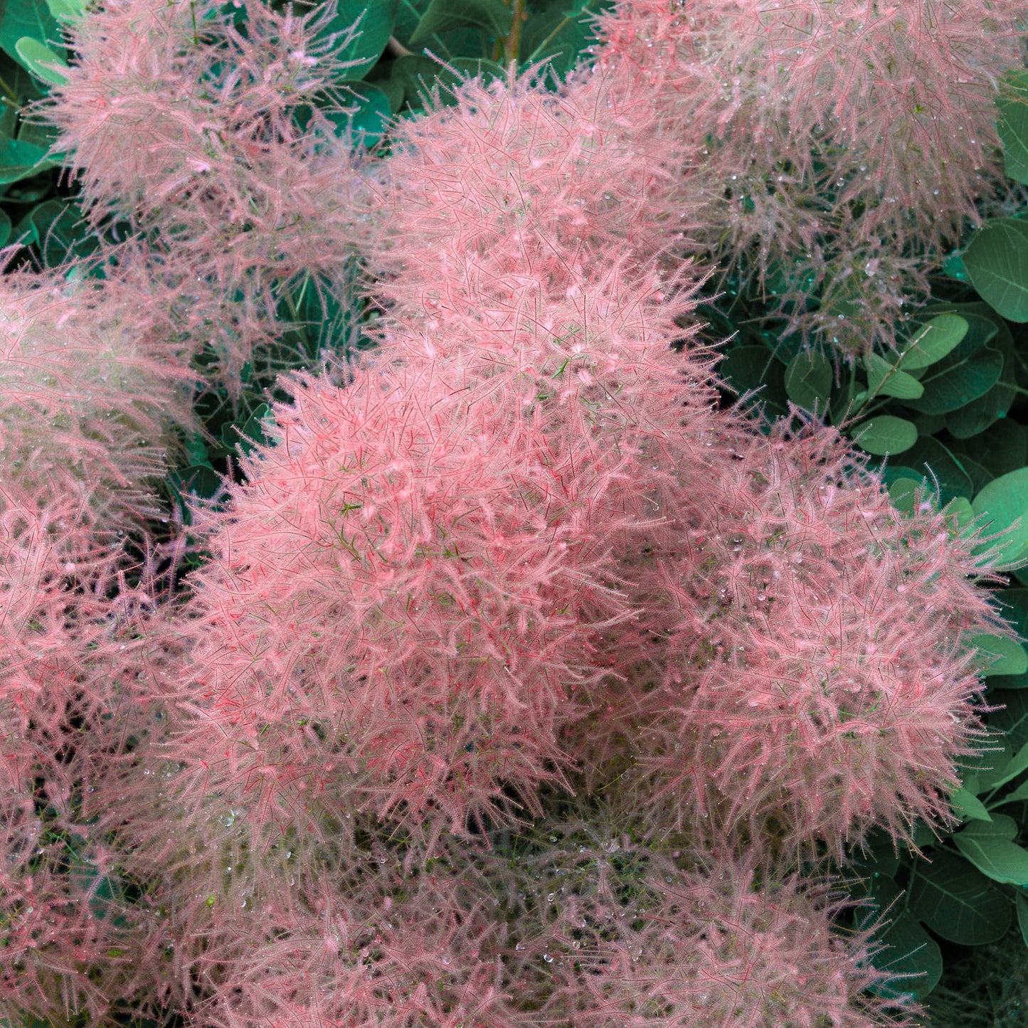 Cotinus Candy Floss