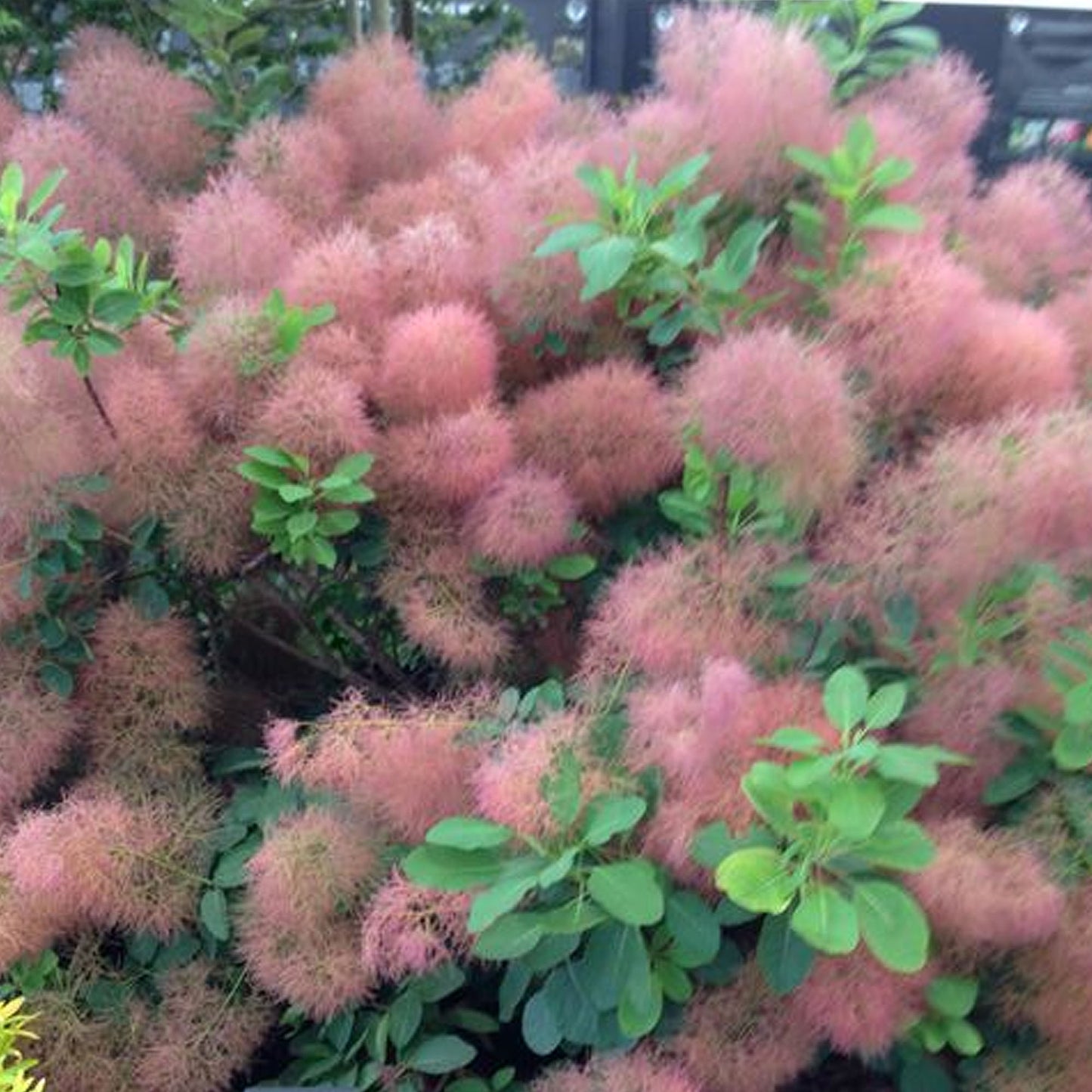 Cotinus Candy Floss