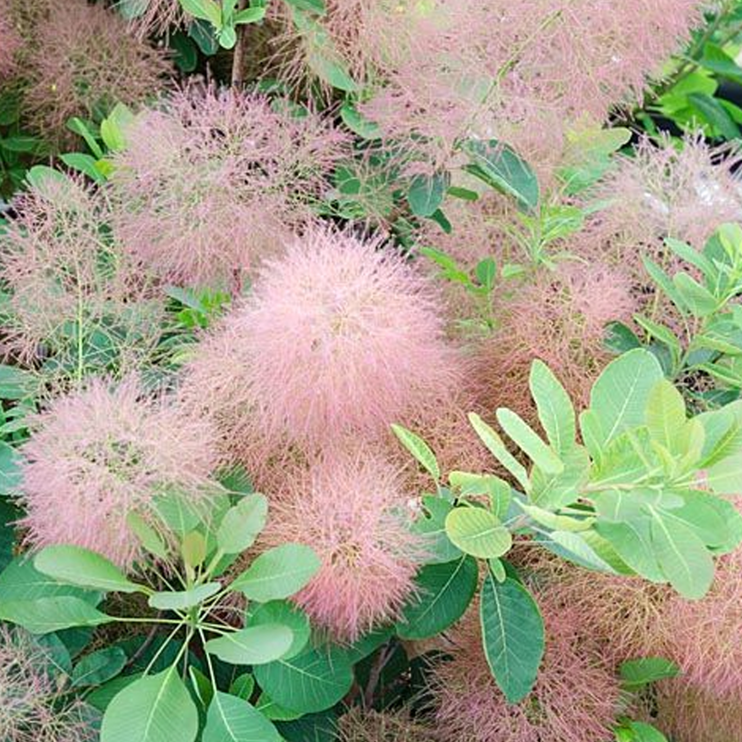 Cotinus Candy Floss