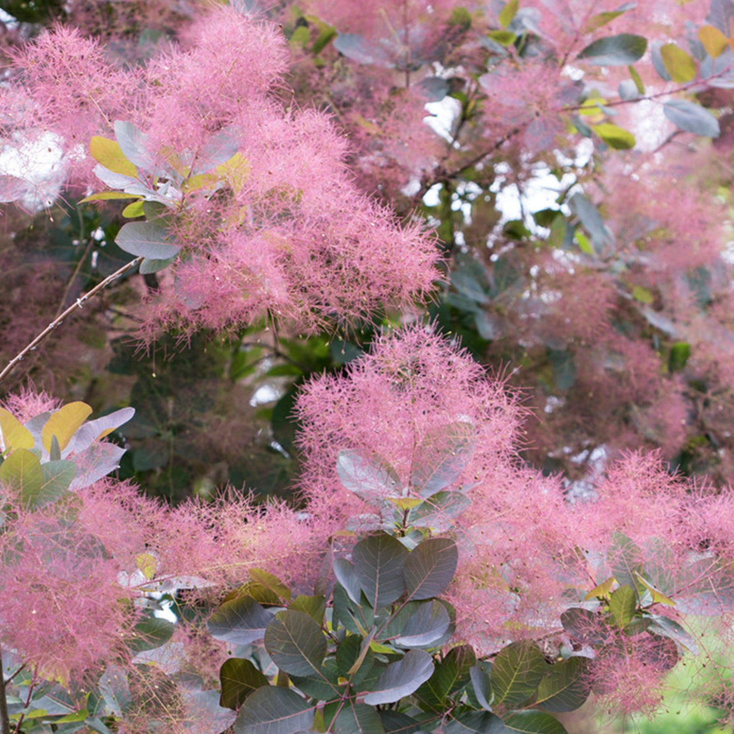 Cotinus Grace