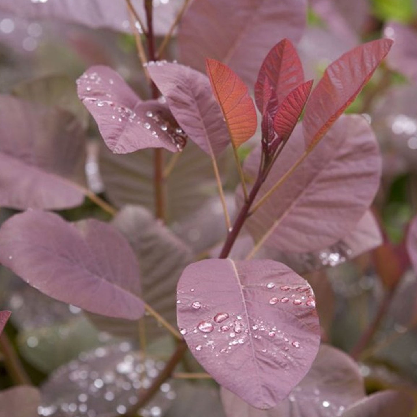 Cotinus Grace