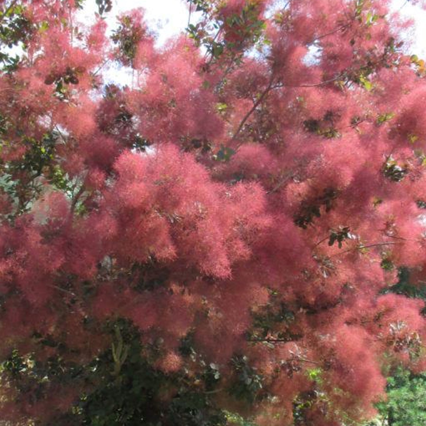 Cotinus Grace