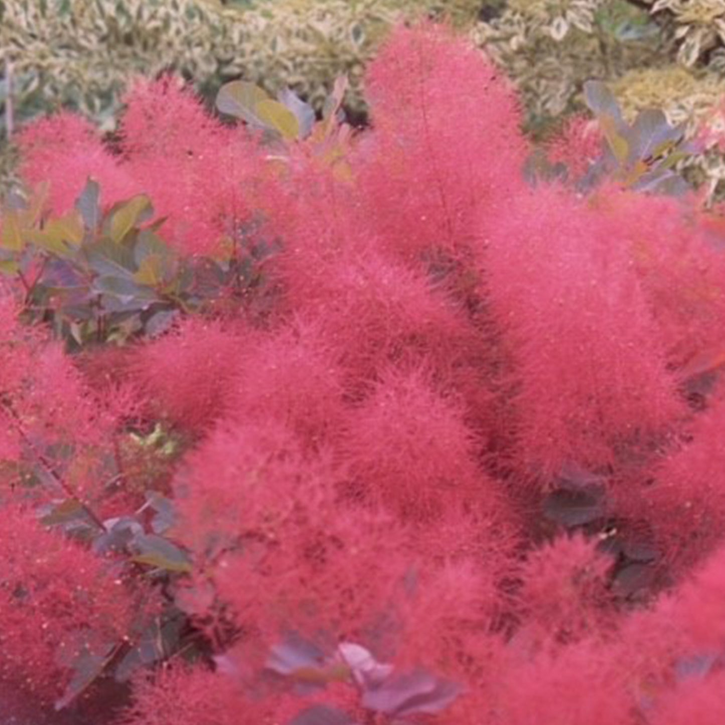 Cotinus Ruby Glow