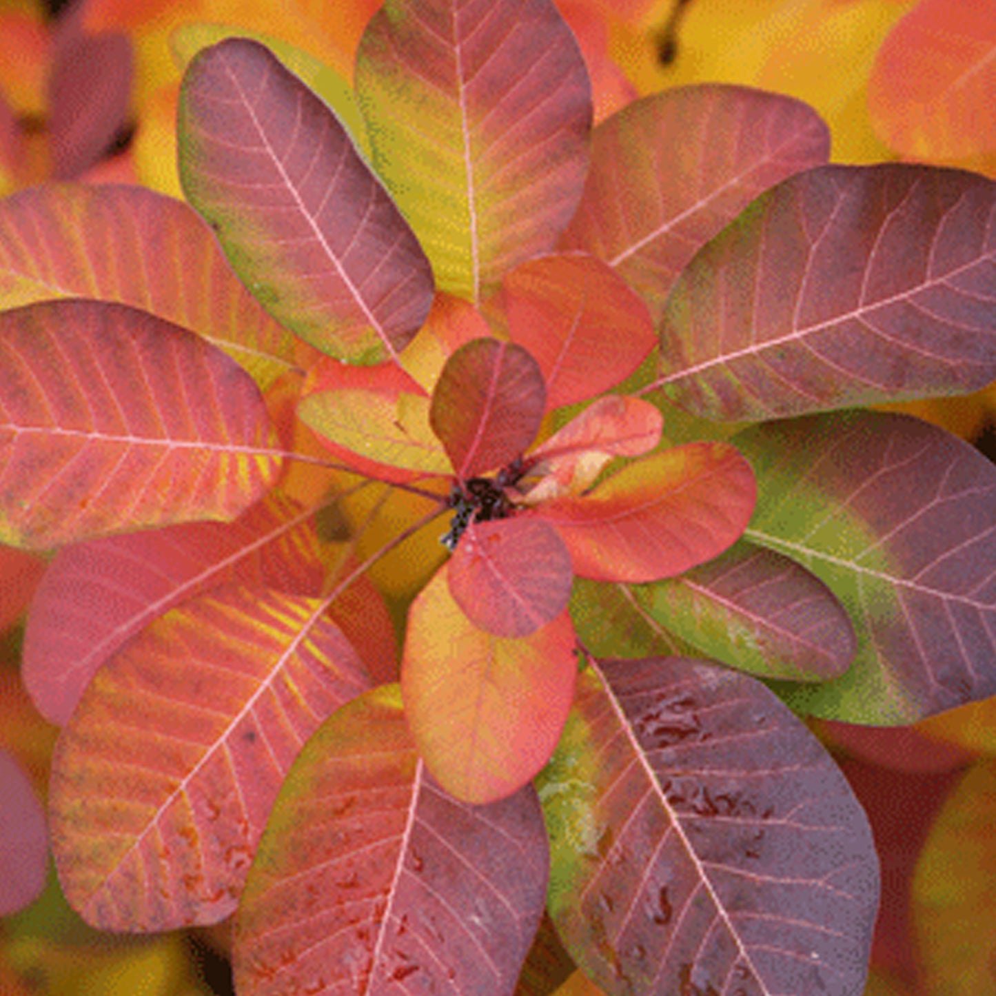 Cotinus Ruby Glow