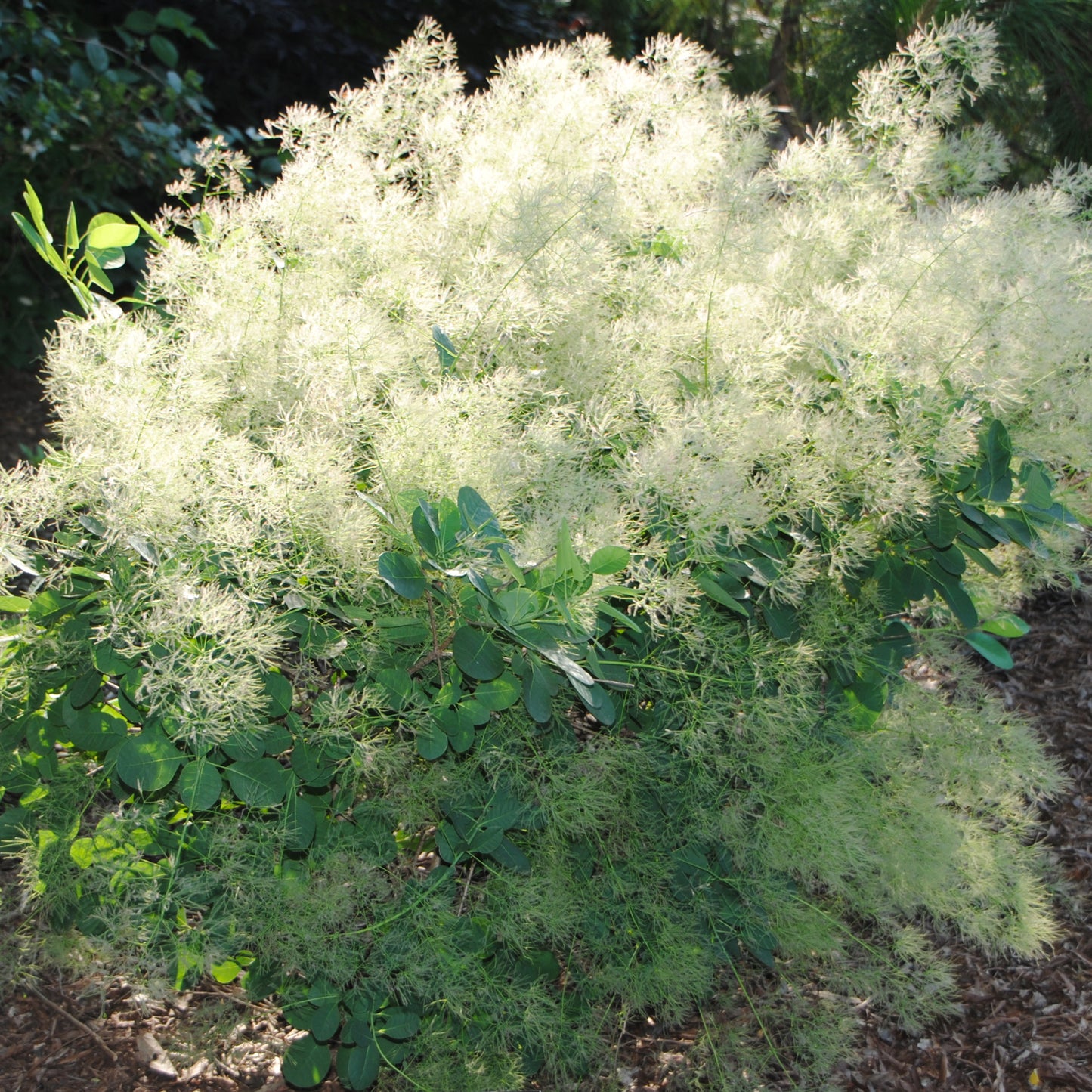 Cotinus Young lady