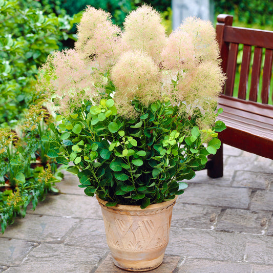 Cotinus Young lady