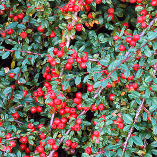 Cotoneaster Coral Beauty