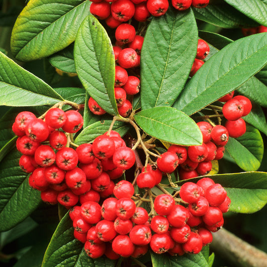 Cotoneaster Cornubia