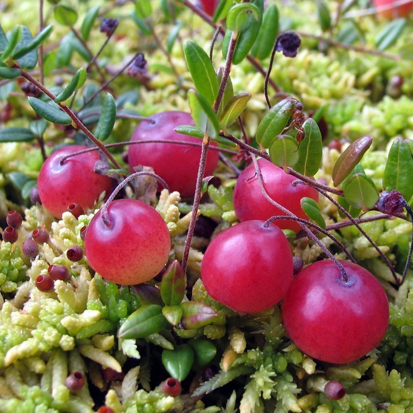 Cranberry Pilgrim