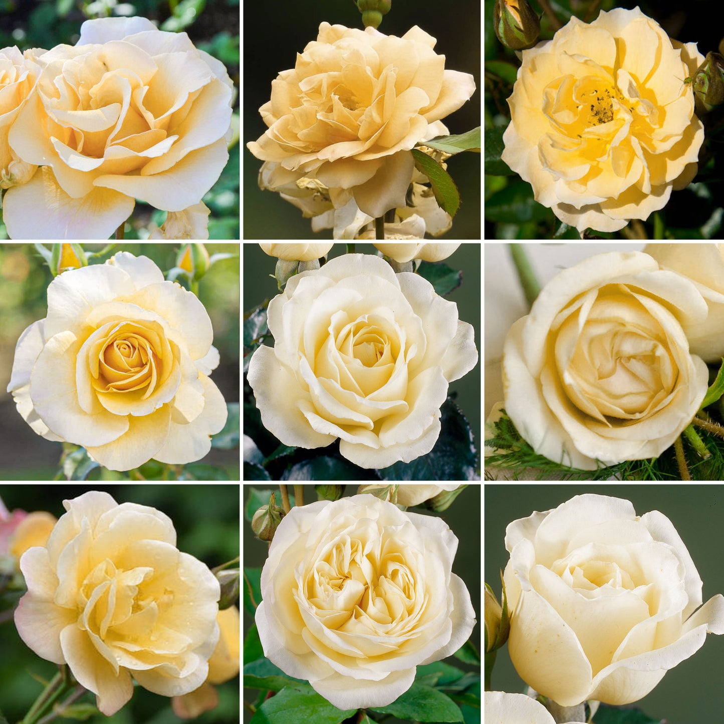 Potted Rose by Colour (Various Colours)