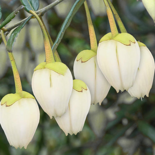 Crinodendron Alf Robbins