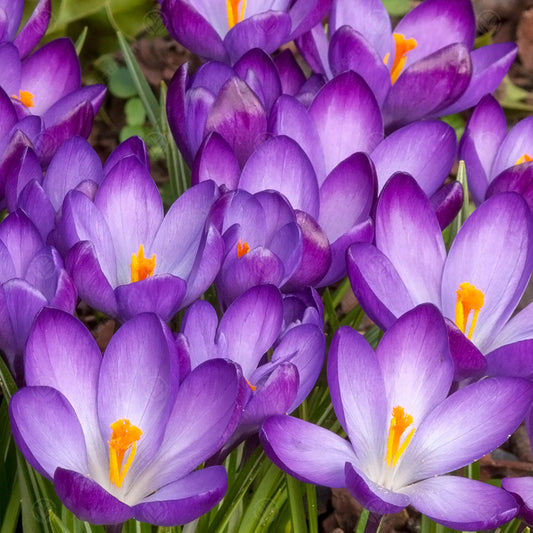 Crocus Ruby Giant -MASTER-