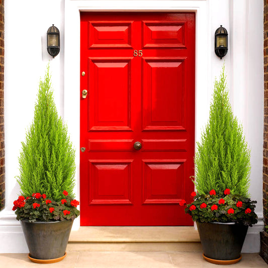Cupressus Wilma (Pack of 2)