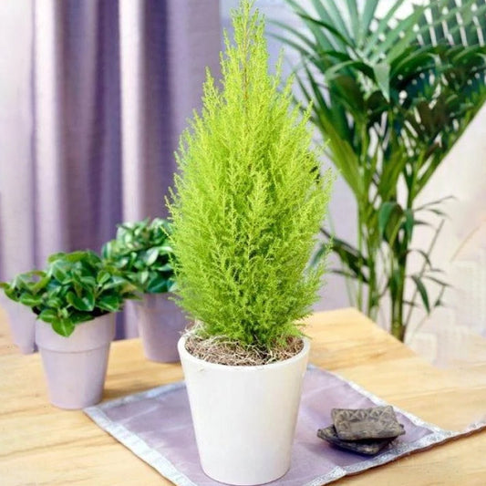 Cupressus Wilma