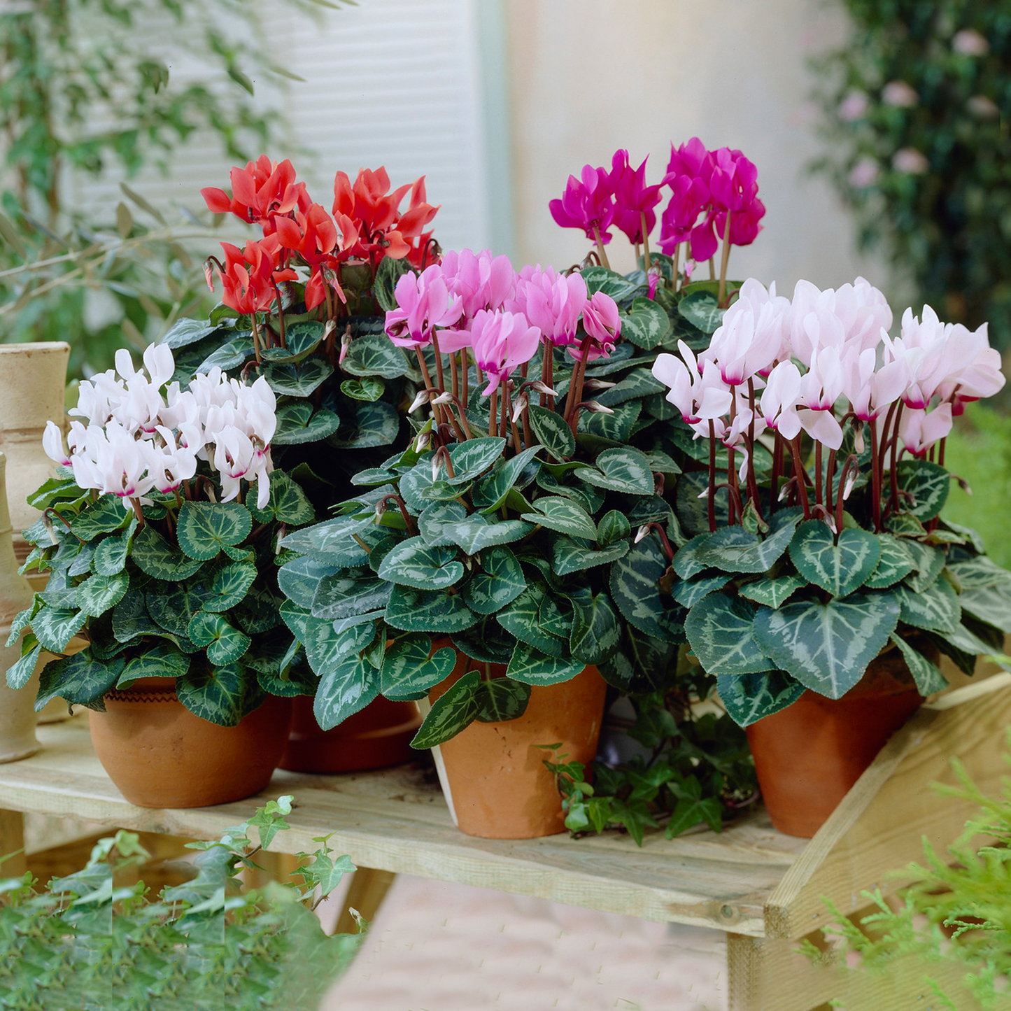 Cyclamen Mix