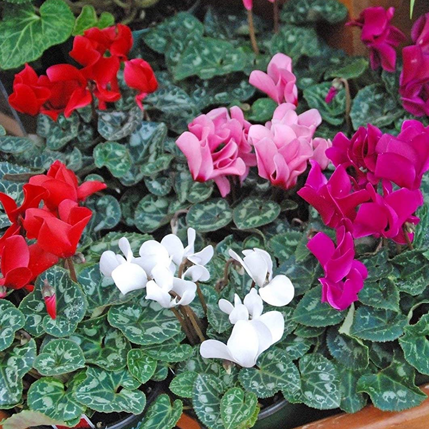 Cyclamen Mix