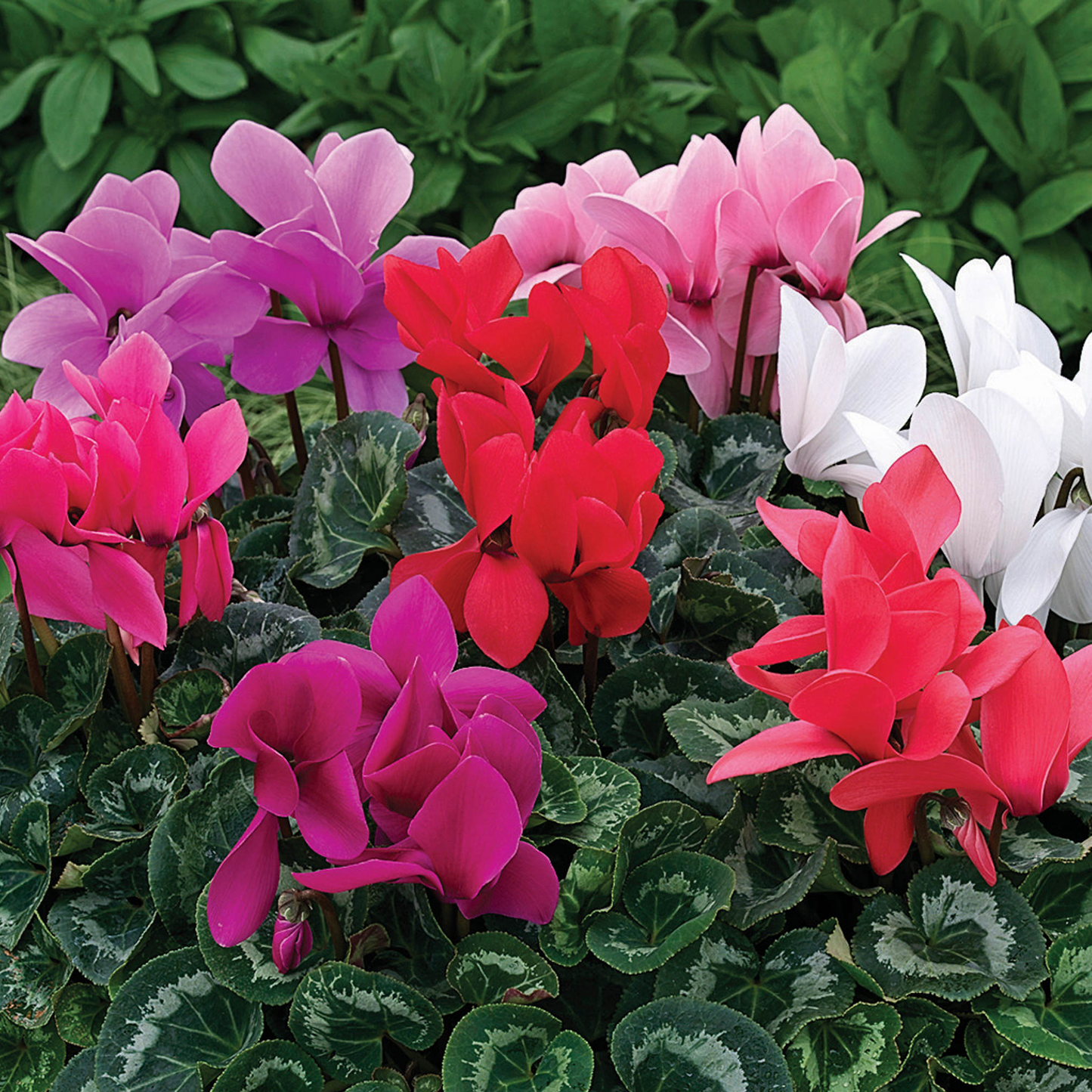 Cyclamen Mix