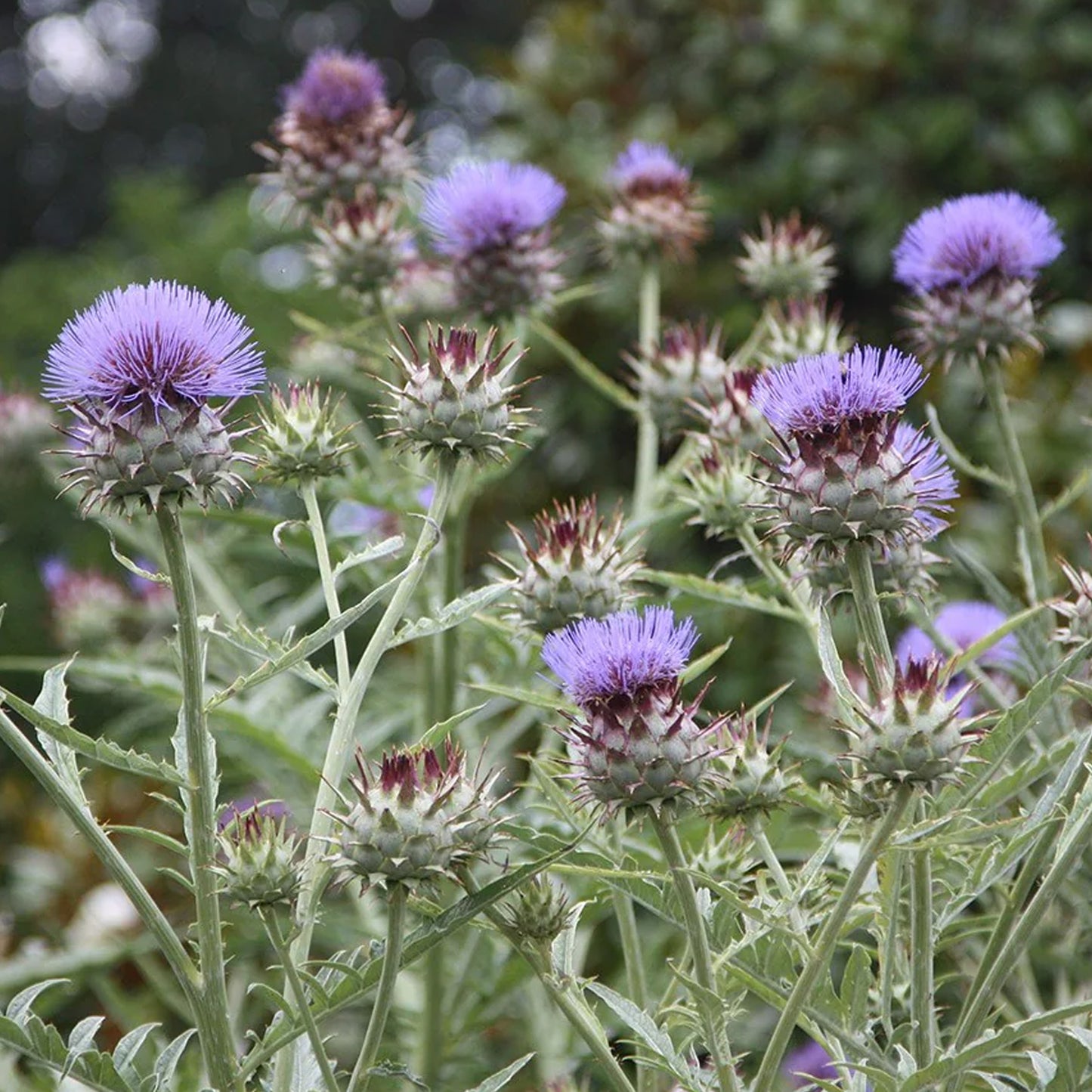 Cynara Cardunculus