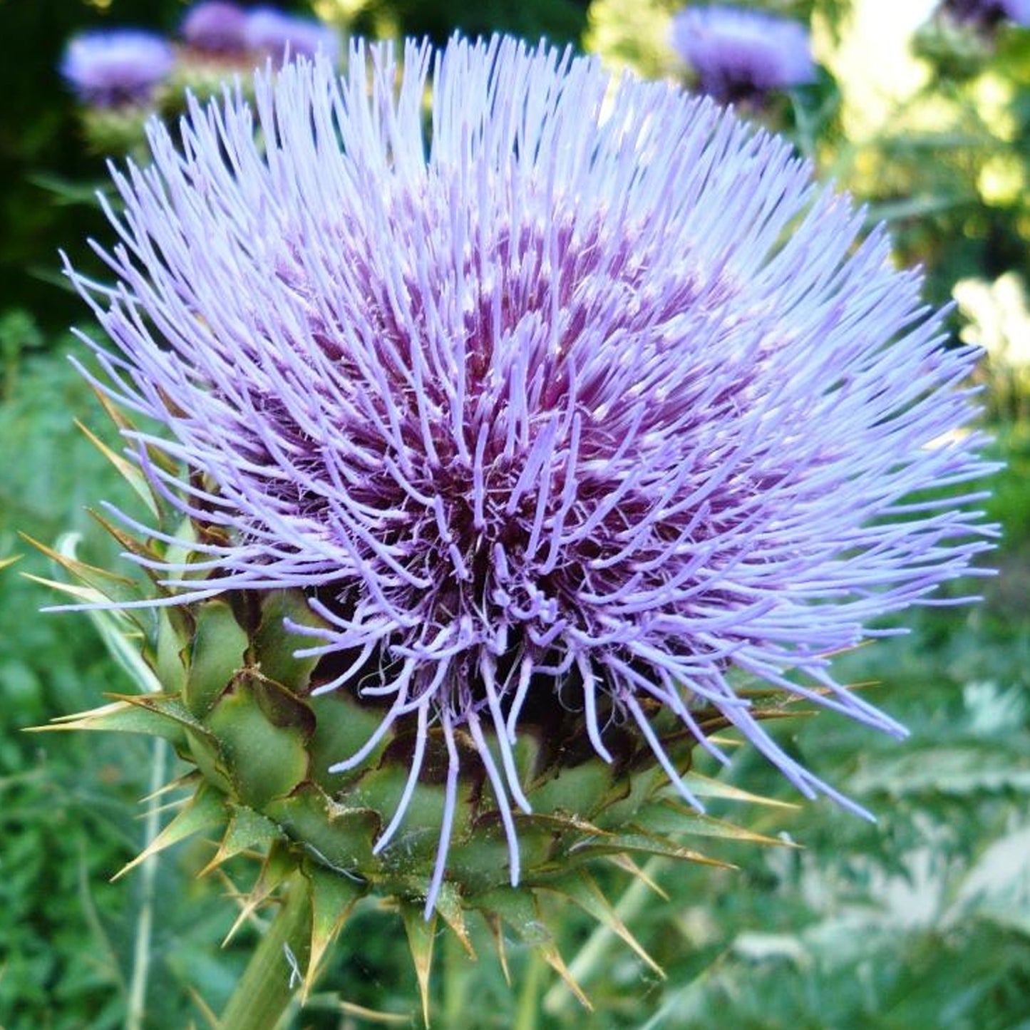 Cynara Cardunculus