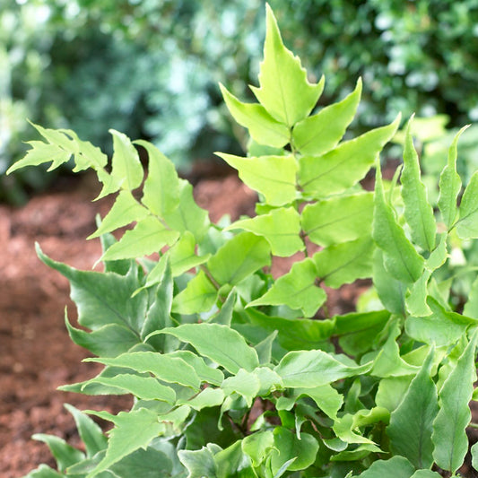 Cyrtomium Clivicola