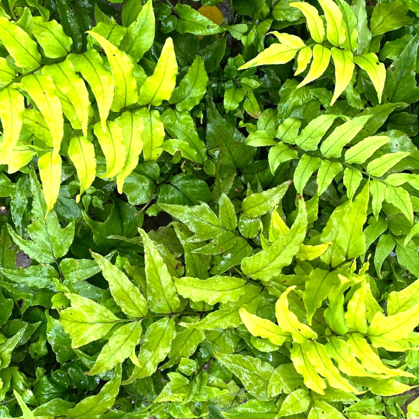 Cyrtomium Clivicola