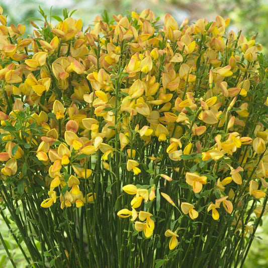Cytisus Apricot Gem