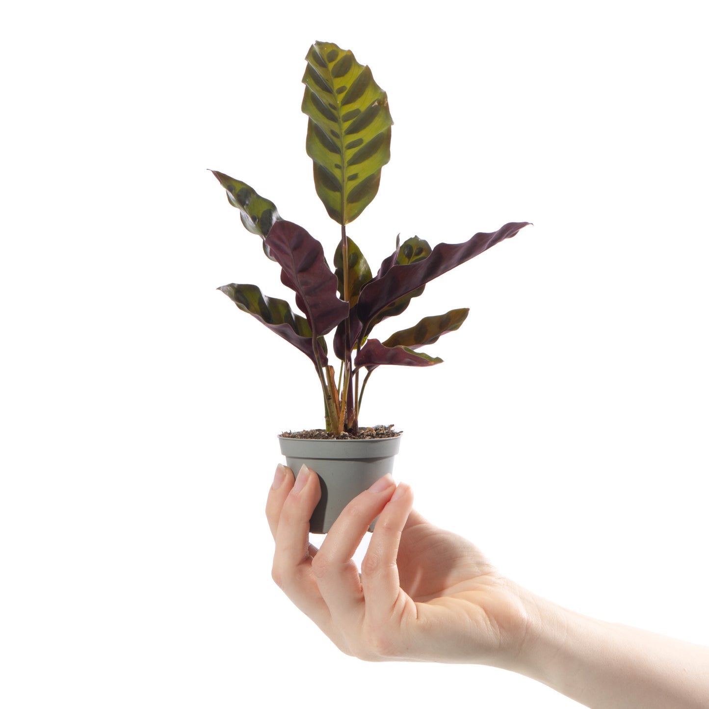 Baby Plants - Calathea Lancifolia