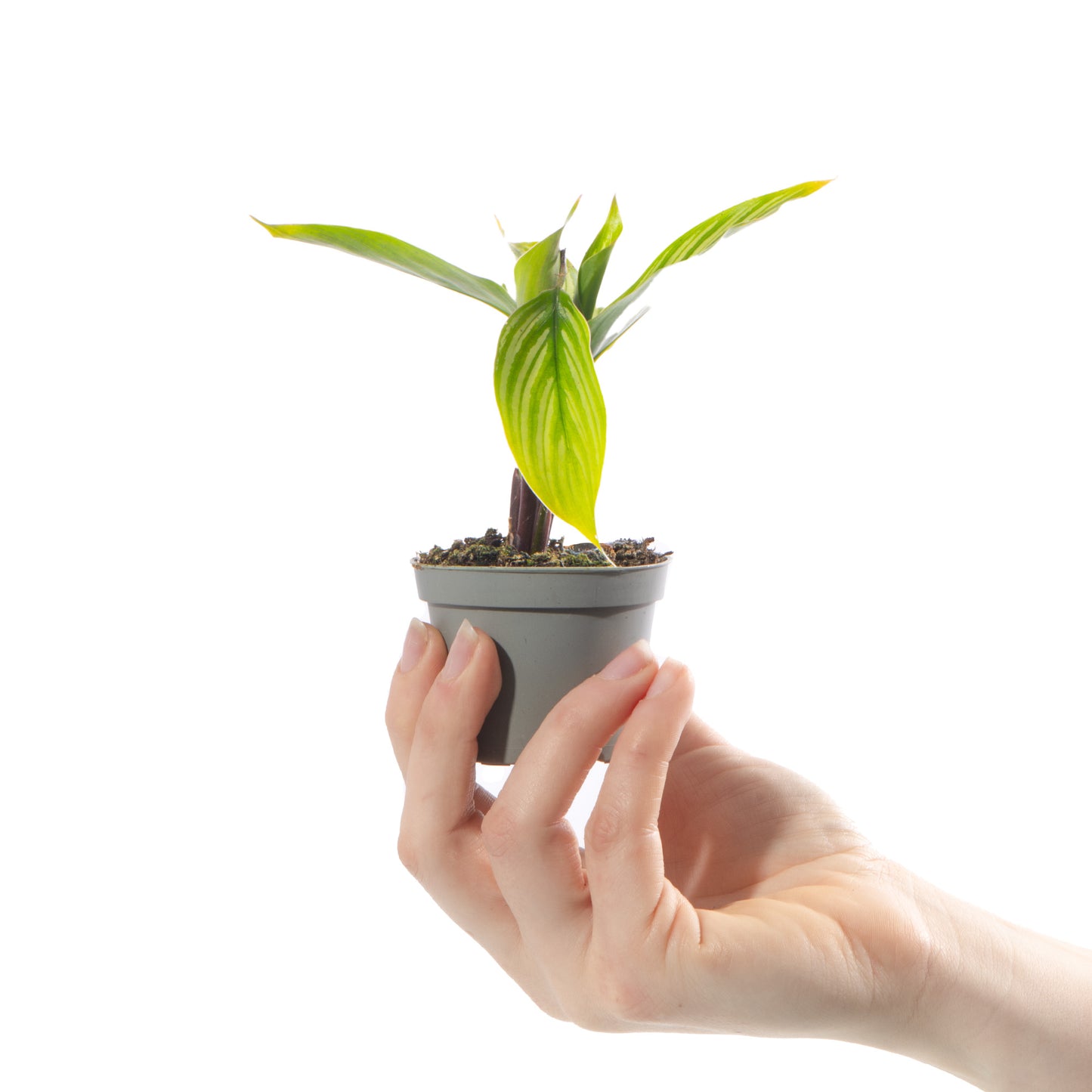 Baby Plants - Calathea Vittata