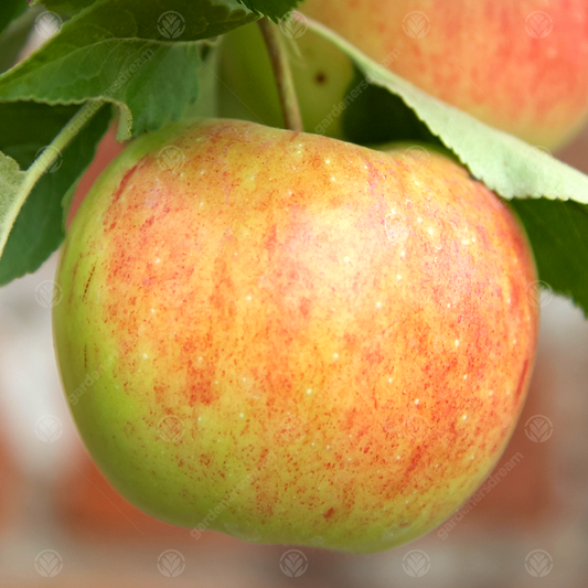 Apple Bountiful (12L, 4-5ft)