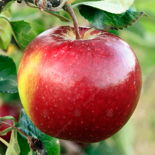Apple Elisson's Orange (12L, 4-5ft)