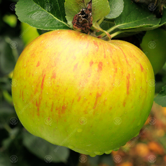 Apple Bramley Seedling (12L, 4-5ft)