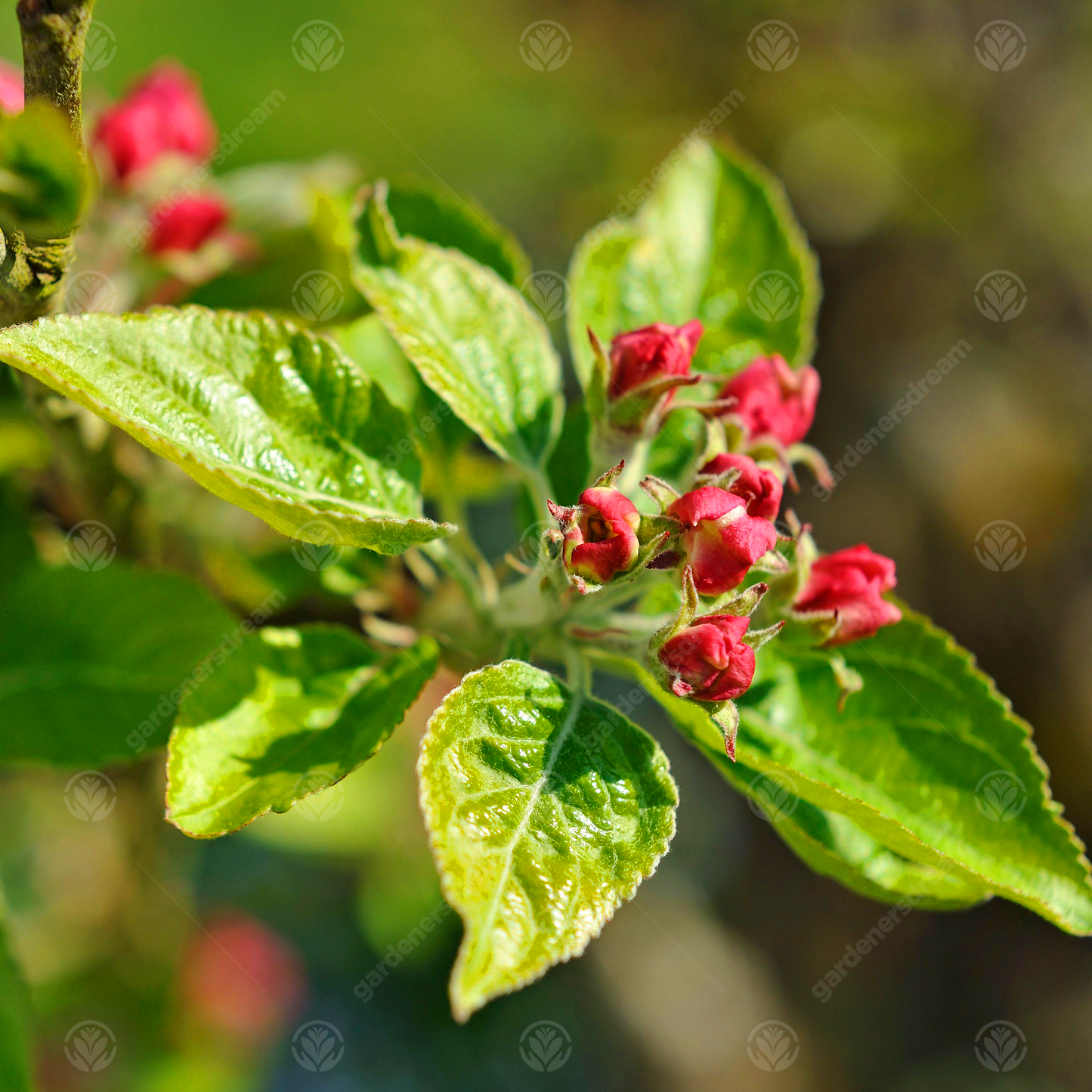 Apple Spartan (12L, 4-5ft)