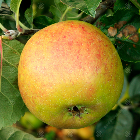 Apple Blenheim Orange (12L)