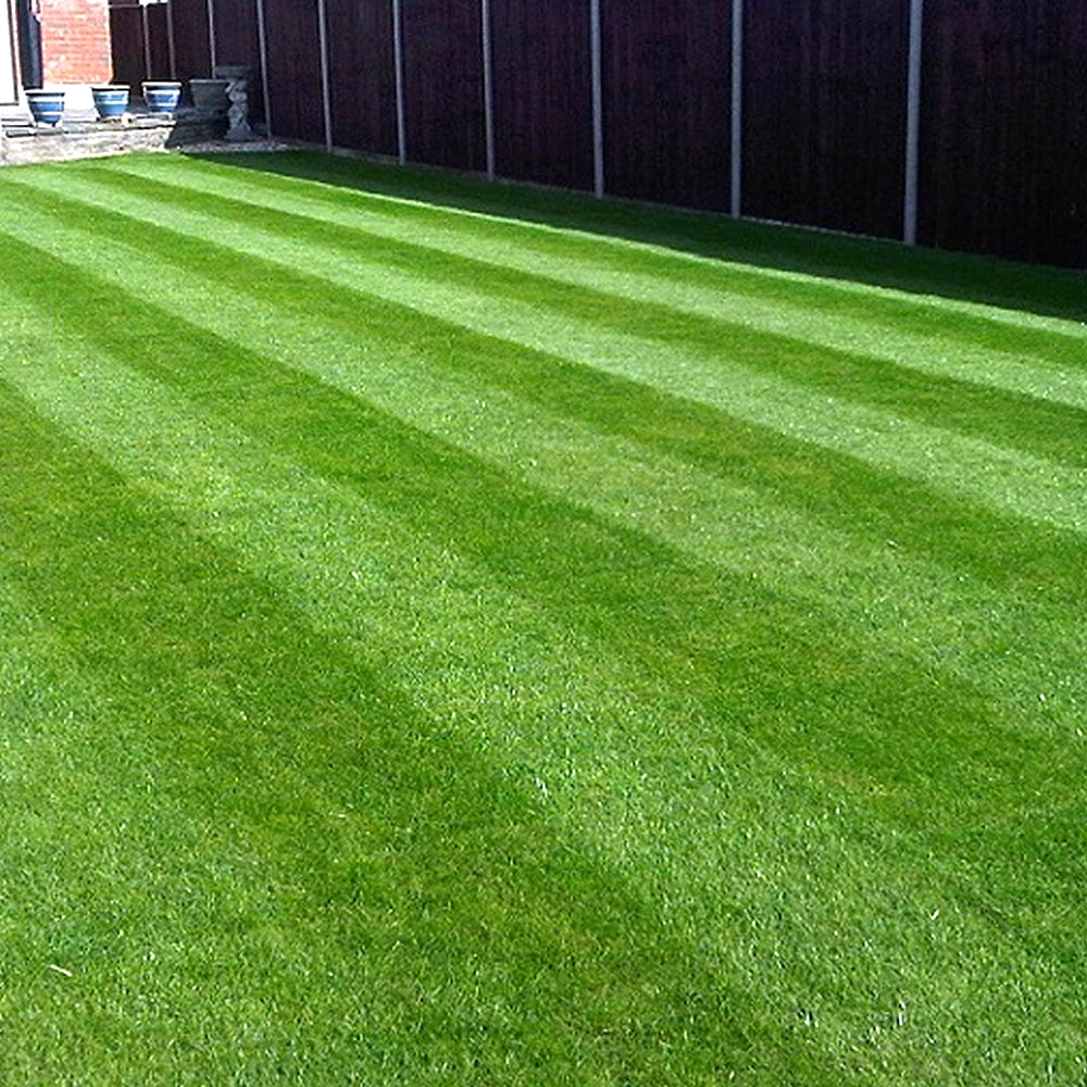 Fine Lawn Seed (Master)