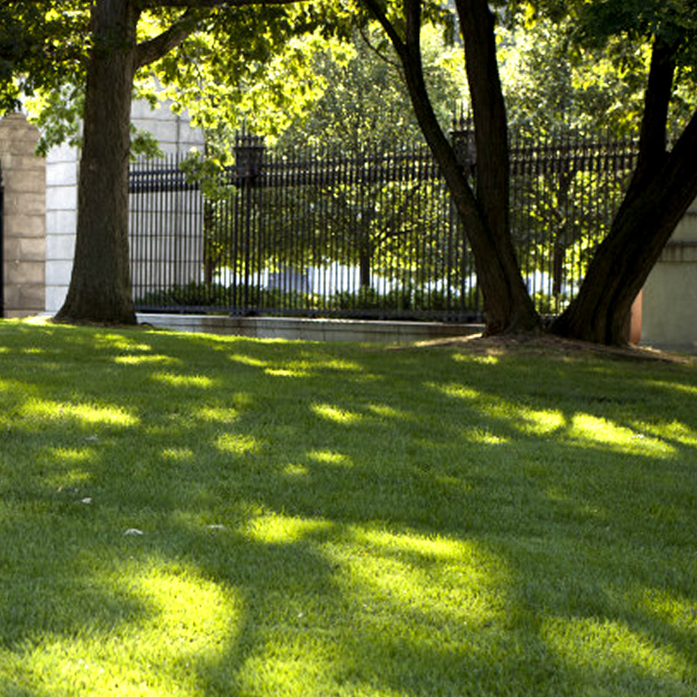 Shady Lawn Seed (Master)