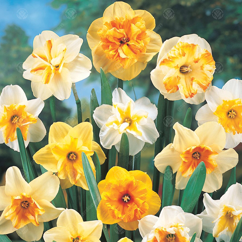 Daffodil Mixed Butterflies -MASTER-