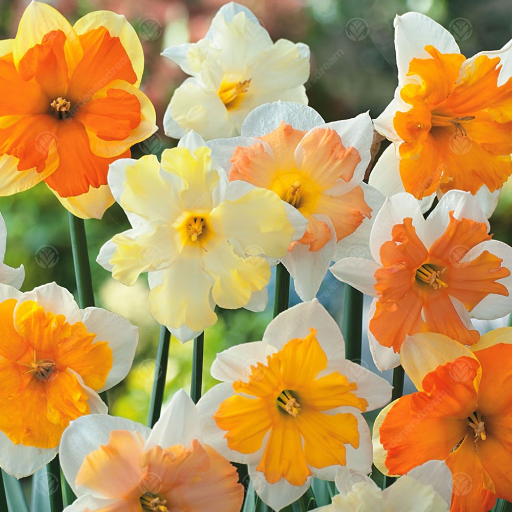 Daffodil Mixed Butterflies -MASTER-