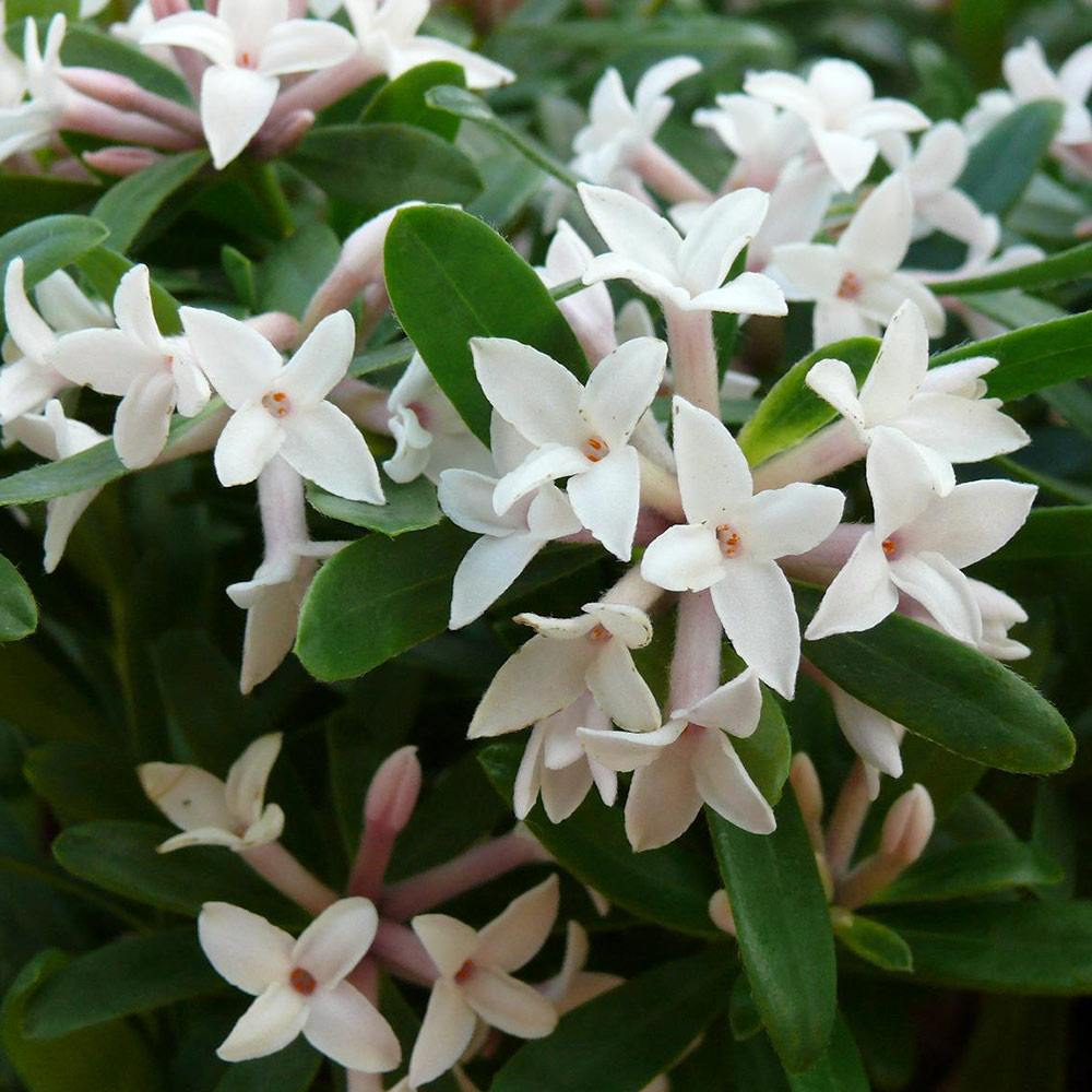 Daphne Eternal Fragrance (9cm)
