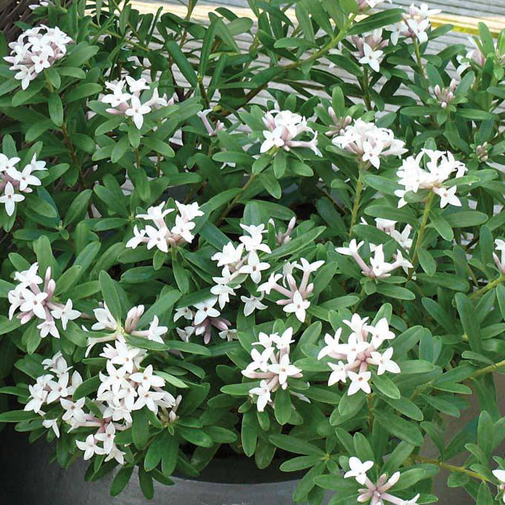 Daphne Eternal Fragrance (9cm)