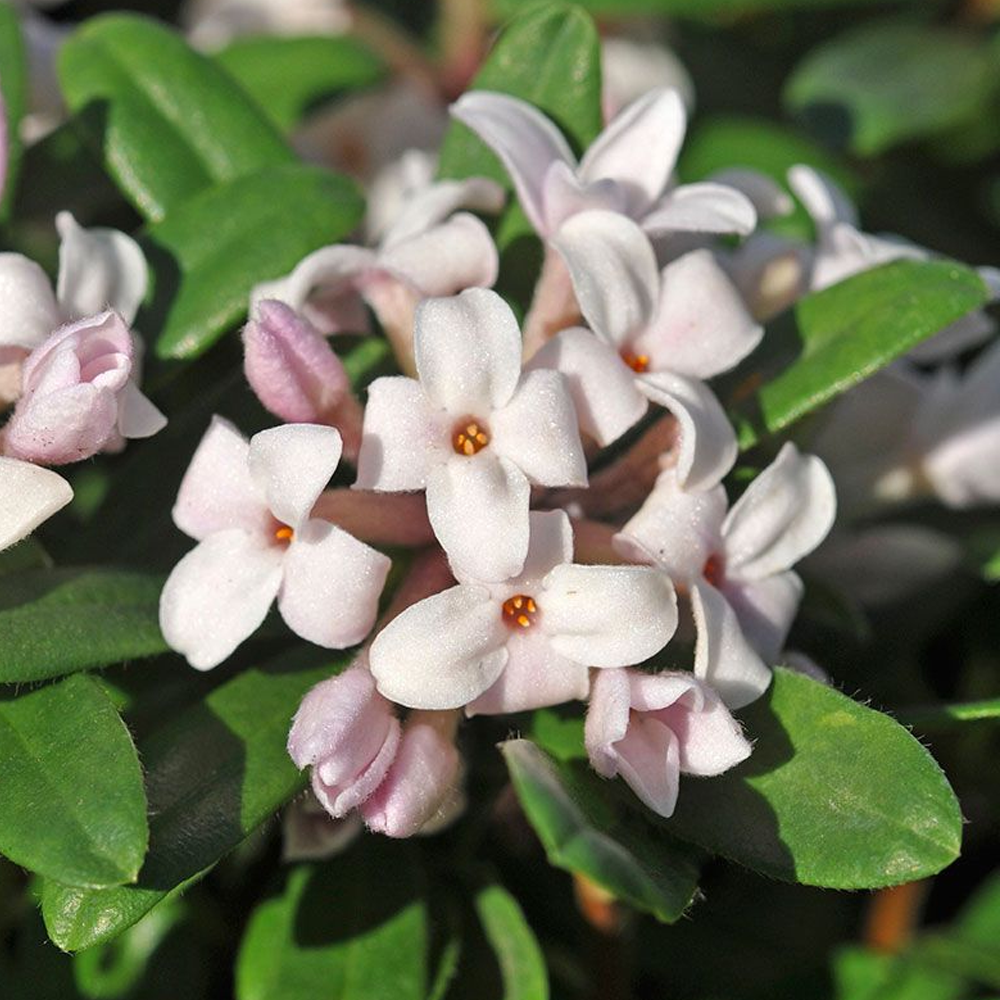 Daphne Eternal Fragrance (9cm)