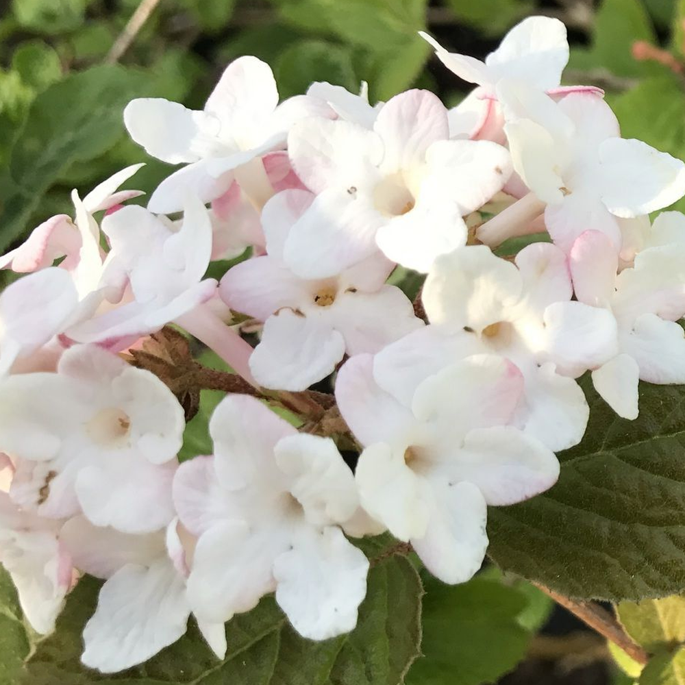 Daphne Eternal Fragrance (9cm)