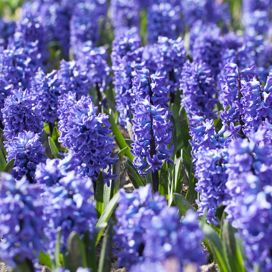 Outdoor Hyacinth Delft Blue -MASTER-