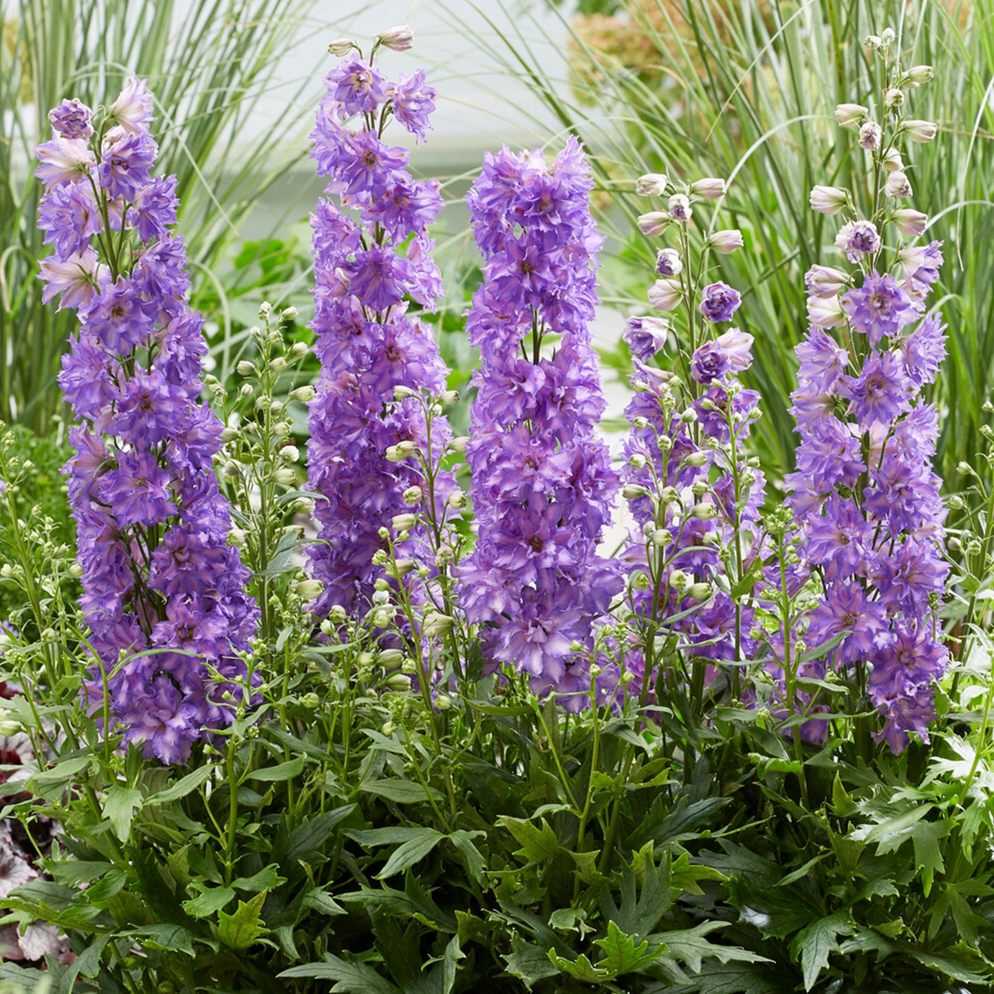 Delphinium Delgenius Breezin