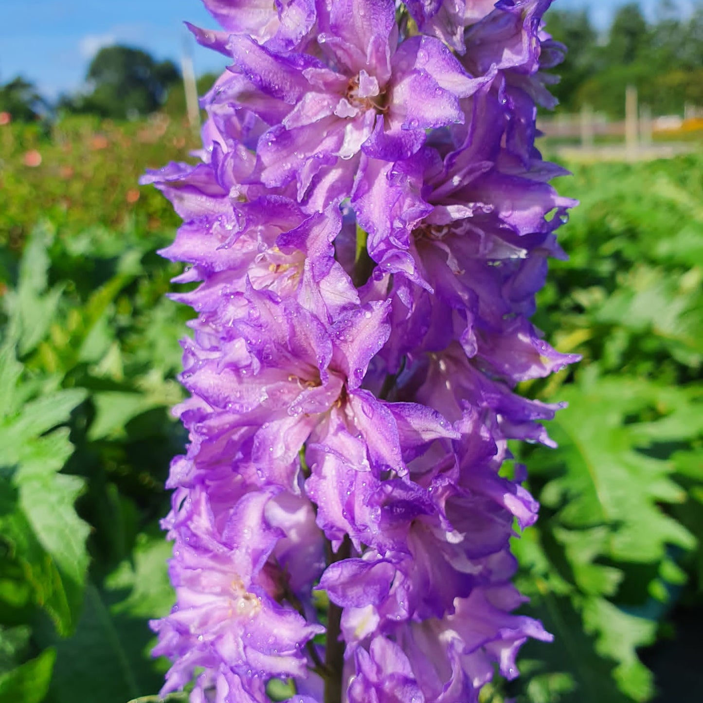 Delphinium Delgenius Breezin